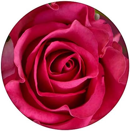 ורד ורוד ורוד חמוד גן פרחים ורדים לבנות פרחים בנות פופ -פופגריפ: אחיזה ניתנת להחלפה לטלפונים וטבליות